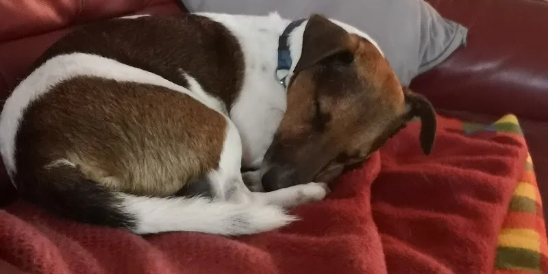 Koch Tierärzte — Tierarzt, Villmergen, Aargau. Foto 2