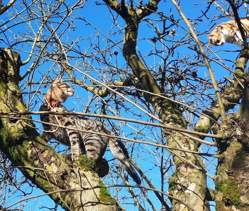 Koch Tierärzte — Tierarzt, Villmergen, Aargau. Foto 3