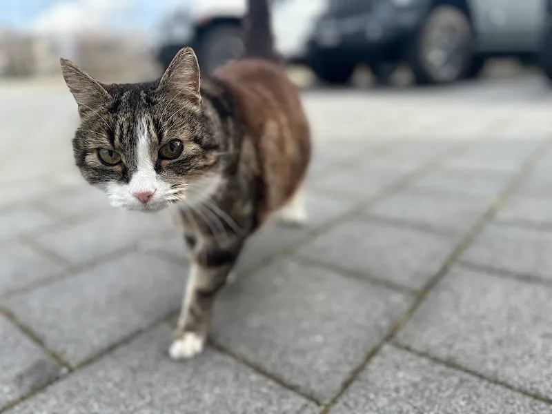 Luzia Fischer Tierarztpraxis & Sterbebegleitung — Vétérinaire, Rombach, Argovie. Foto 2
