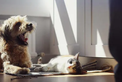 Luzia Fischer Tierarztpraxis & Sterbebegleitung — Vétérinaire, Rombach, Argovie. Foto 3