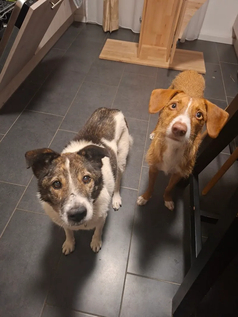 Berner Tierzentrum — Katzenpension, Wohlen bei Bern, Bern. Foto 3