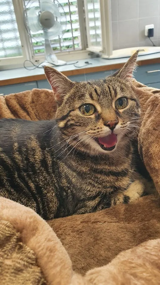 MeikoVet Kleintierklinik Dr. Schultheiss — Tierarzt in Wohlen, Aargau. Bewertung 4.8/5.