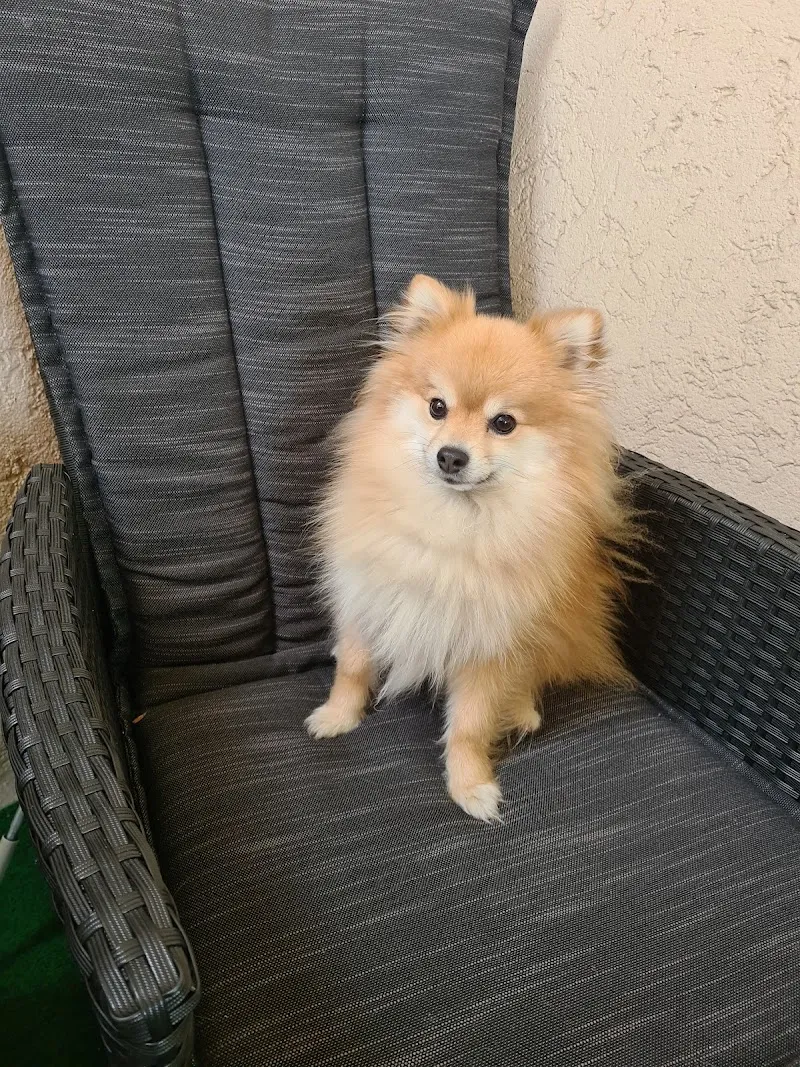 MeikoVet Kleintierklinik Dr. Schultheiss — Tierarzt, Wohlen, Aargau. Foto 3