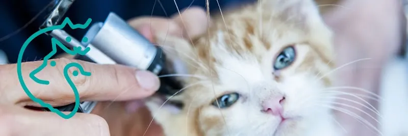 MeikoVet Kleintierpraxis Lenzburg — Tierarzt in Lenzburg, Aargau. Bewertung 4.6/5.