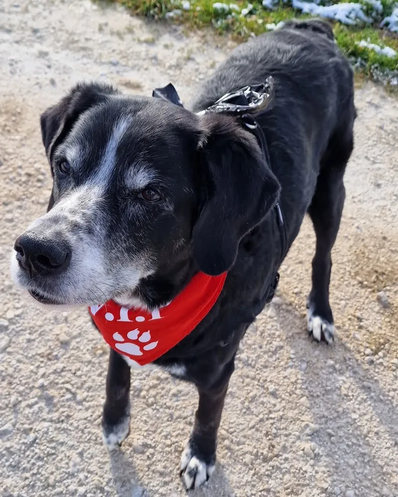 MeikoVet Kleintierpraxis Lenzburg — Tierarzt, Lenzburg, Aargau. Foto 3