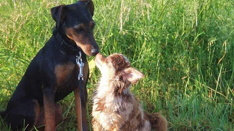 Niklaus Bäbler — Tierarzt in Hausen, Aargau. Bewertung 4.8/5.