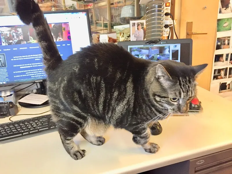 Blacky's Kleintier-Ferienheim, Familie Balsiger — Katzenpension in Mühlethurnen, Bern. Bewertung 4.9/5.