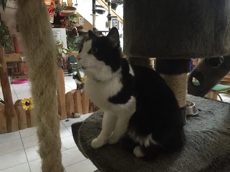 Blacky's Kleintier-Ferienheim, Familie Balsiger — Katzenpension, Mühlethurnen, Bern. Foto 2