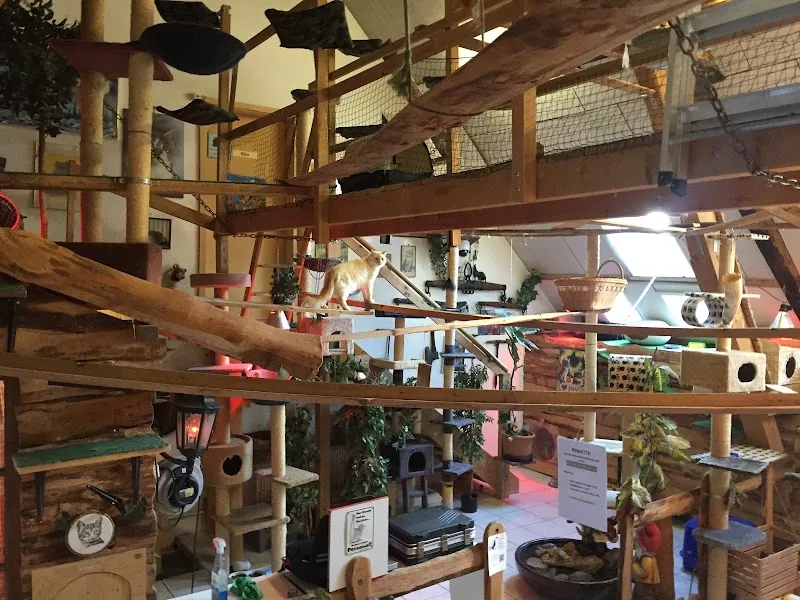 Blacky's Kleintier-Ferienheim, Familie Balsiger — Katzenpension, Mühlethurnen, Bern. Foto 3