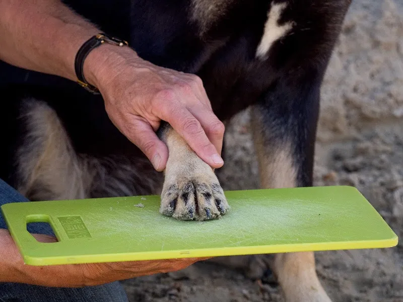 Sybille Aeschbach, Gesundheitspraxis für Mensch & Tier — Tierdienste in Wohlen, Aargau. Bewertung 4.4/5.