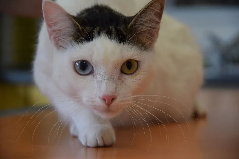 TRIVET-Tierärzte — Tierarzt in Frick, Aargau. Bewertung 4.6/5.