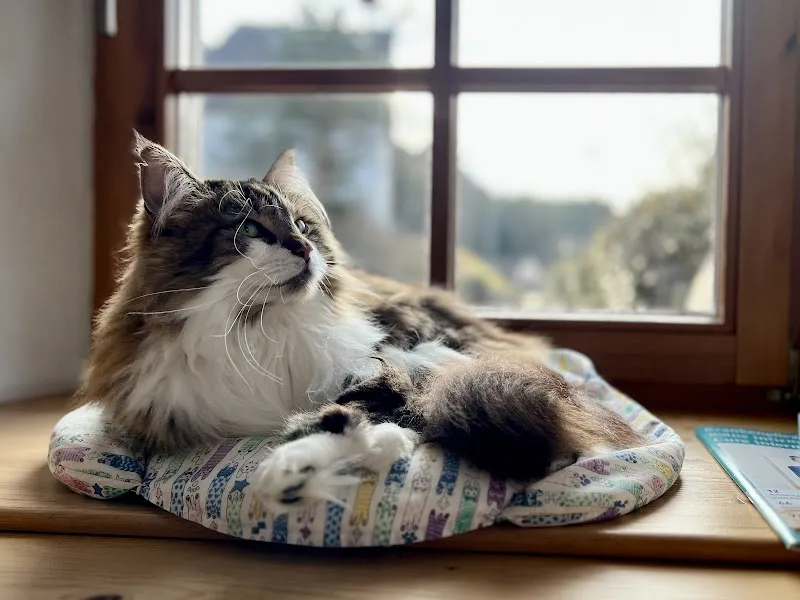 CATLOVERS — Katzenpension, Thun, Bern. Foto 3