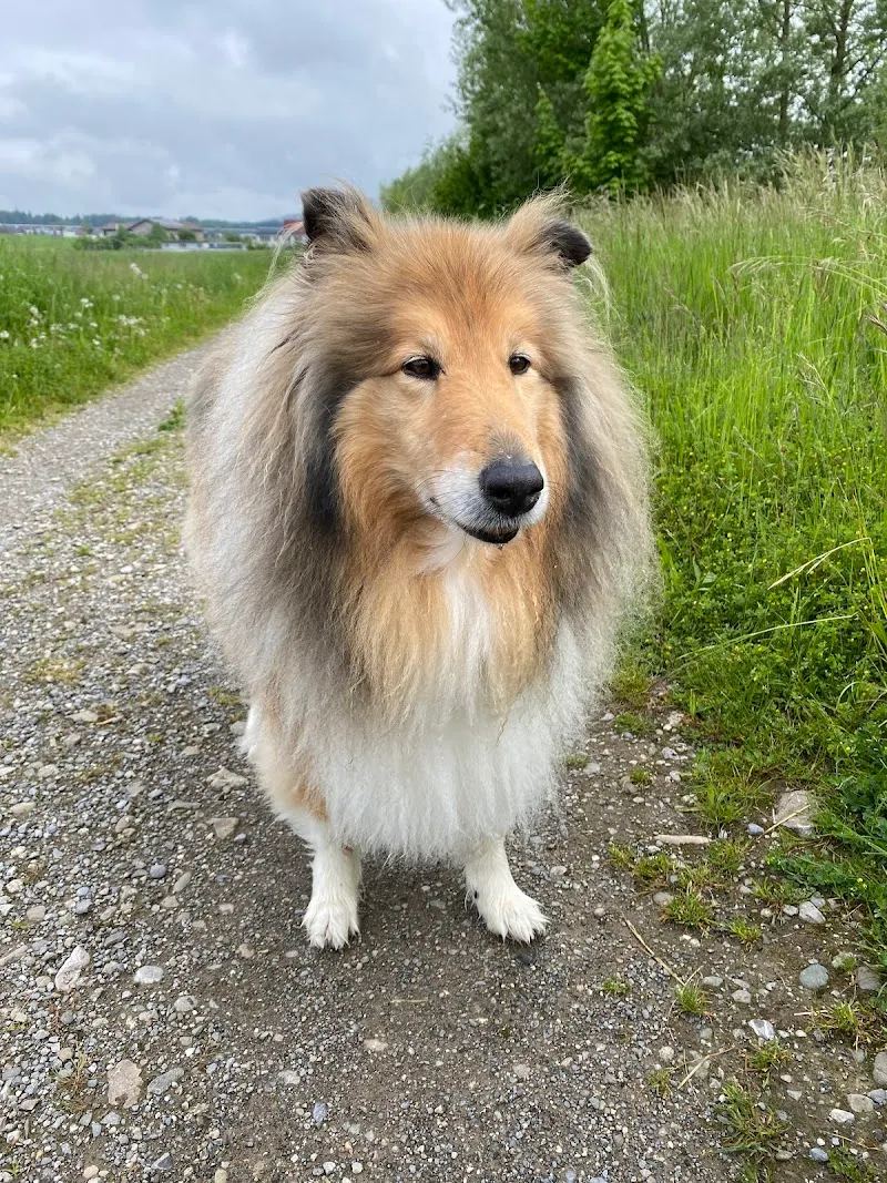 Tierarzt-Attenberger GmbH — Tierarzt in Mägenwil, Aargau. Bewertung 4.6/5.