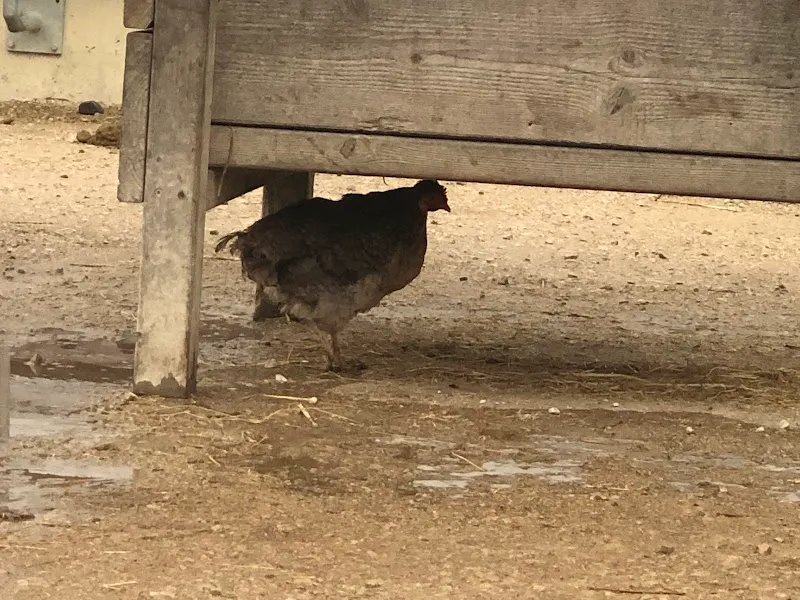 Tierarztpraxis Aesch Gmbh — Tierarzt in Wettingen, Aargau. Bewertung 4.2/5.