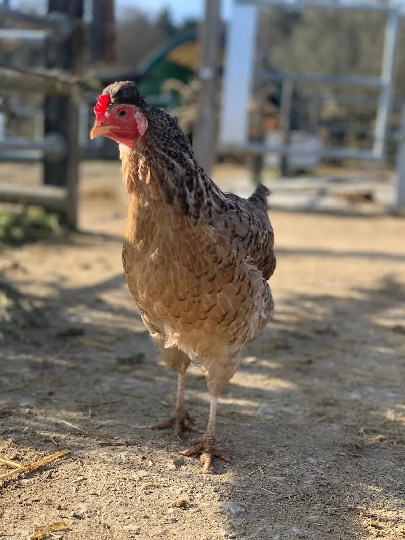 Tierarztpraxis Aesch Gmbh — Tierarzt, Wettingen, Aargau. Foto 2