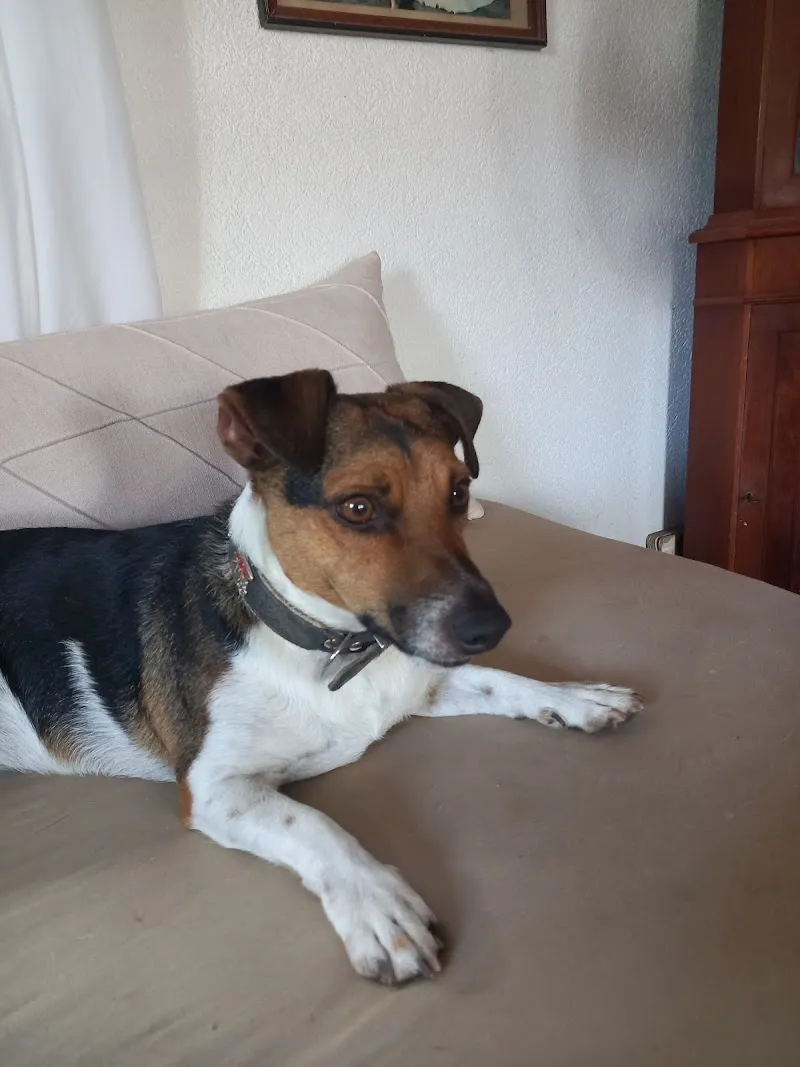 Tierarztpraxis Tannhübel AG — Tierarzt in Hausen, Aargau. Bewertung 4.9/5.