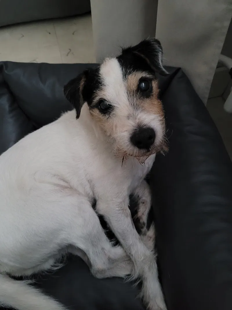 Tierarztpraxis Tannhübel AG — Vétérinaire, Hausen, Argovie. Foto 2