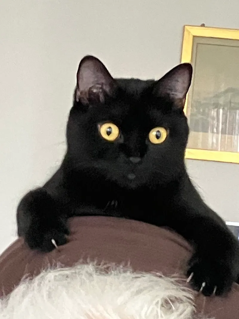 Tierarztpraxis Tannhübel AG — Vétérinaire, Hausen, Argovie. Foto 3