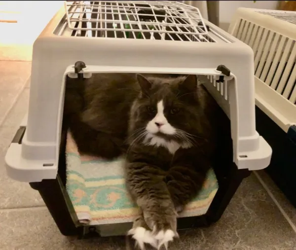 Tierarztpraxis im Schachen GmbH — Tierarzt, Aarau, Aargau. Foto 2