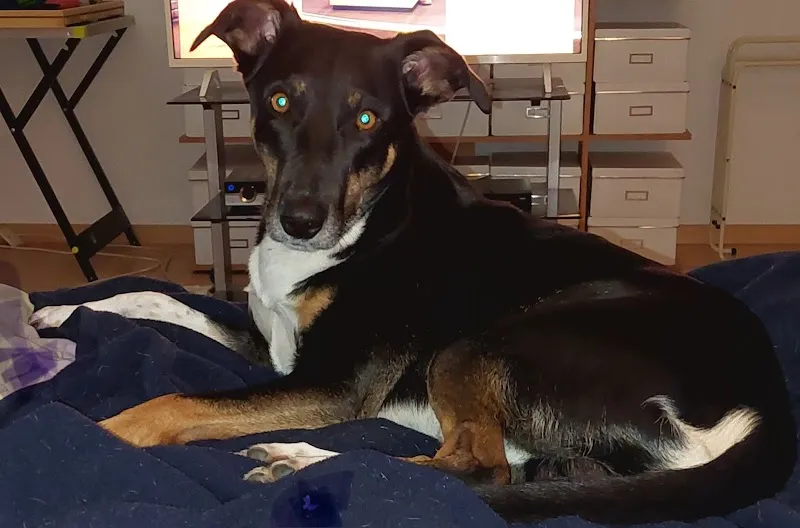 Tierarztpraxis im Schachen GmbH — Tierarzt, Aarau, Aargau. Foto 3