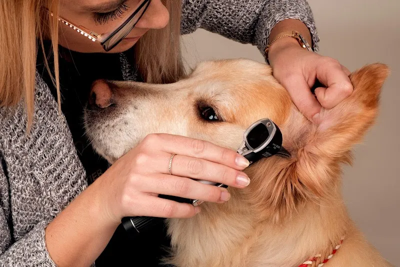 Tierheilpraxis Gesundes Tier - Glückliches Leben — Tierdienste in Hunzenschwil, Aargau. Bewertung 5.0/5.