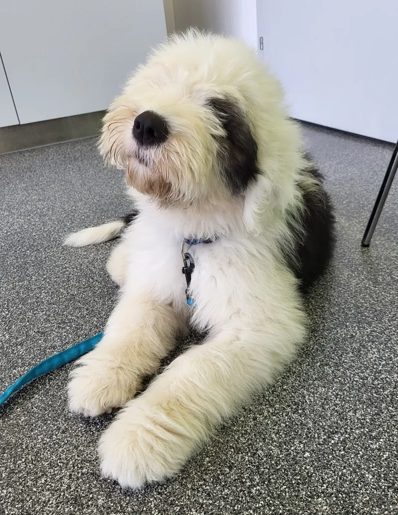 Tierklinik Mellingen (Vetstation AG) — Vétérinaire, Mellingen, Argovie. Foto 2