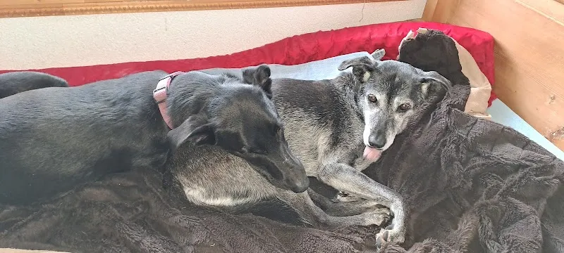 Ueli Aeberhard — Tierarzt in Riniken, Aargau. Bewertung 4.9/5.