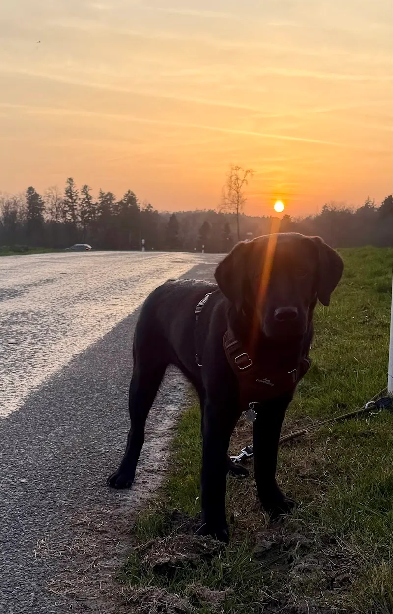 Ueli Aeberhard — Tierarzt, Riniken, Aargau. Foto 3