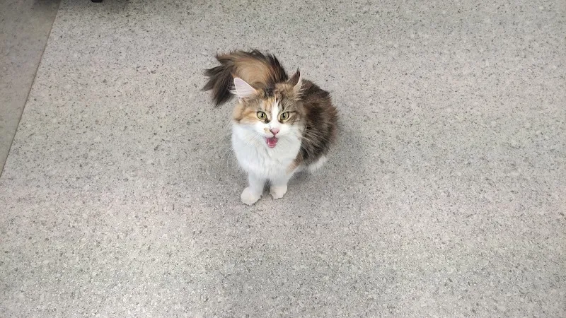 VetTrust Kleintierpraxis Telli Aarau — Tierarzt, Aarau, Aargau. Foto 2