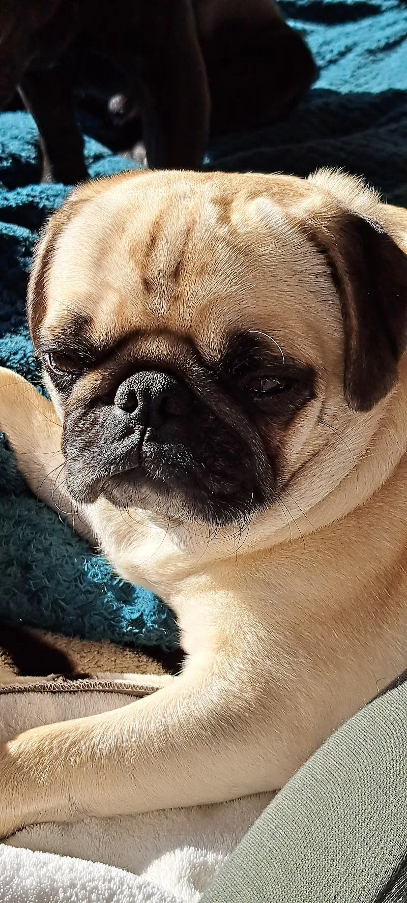 VetTrust Kleintierpraxis Wettingen — Tierarzt in Wettingen, Aargau. Bewertung 4.7/5.