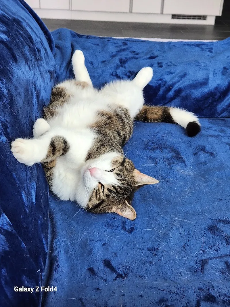 VetTrust Kleintierpraxis Wettingen — Vétérinaire, Wettingen, Argovie. Foto 2