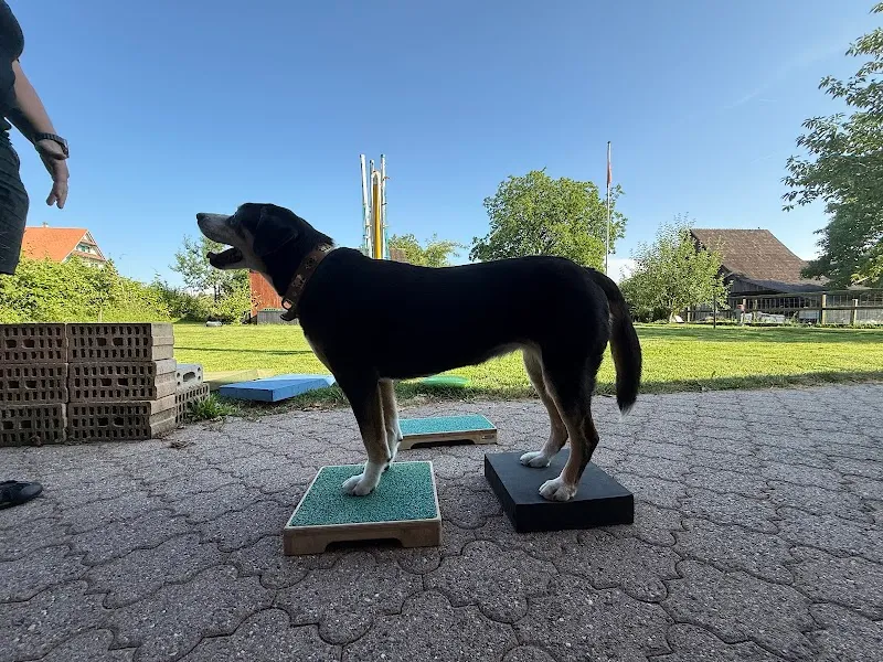 Vetchiropraxis — Tierdienst, Merenschwand, Aargau. Foto 2