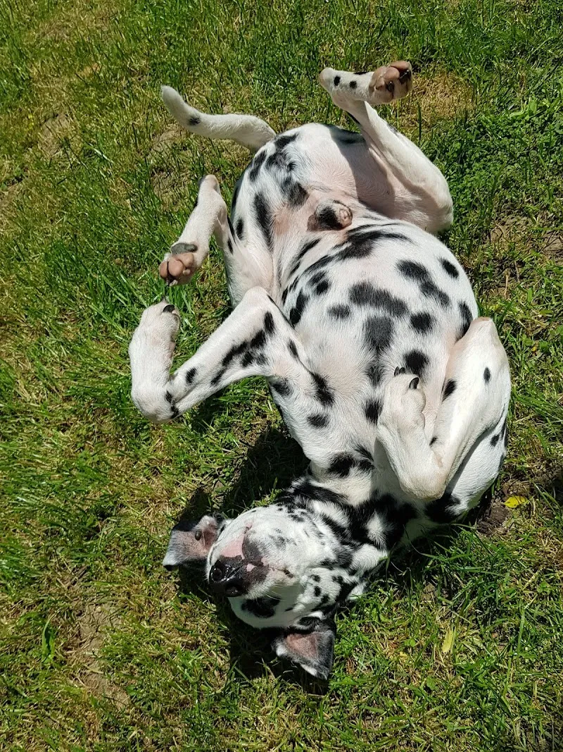 Vetimage Diagnostik AG — Tierarzt in Oberentfelden, Aargau. Bewertung 4.7/5.
