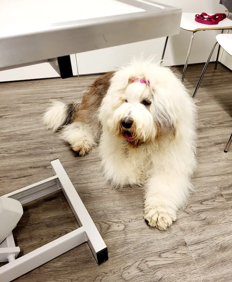 Vetimage Diagnostik AG — Tierarzt, Oberentfelden, Aargau. Foto 3