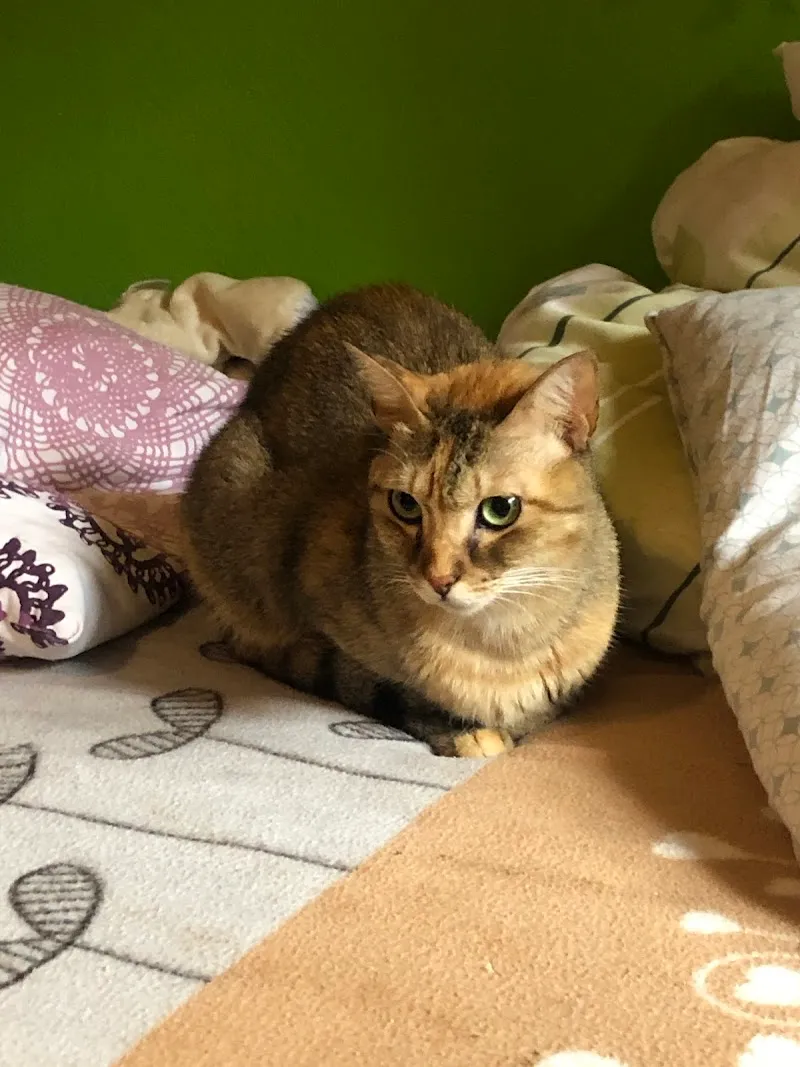 Cats - das Katzenhotel — Katzenpension in Oberbipp, Bern. Bewertung 4.6/5.