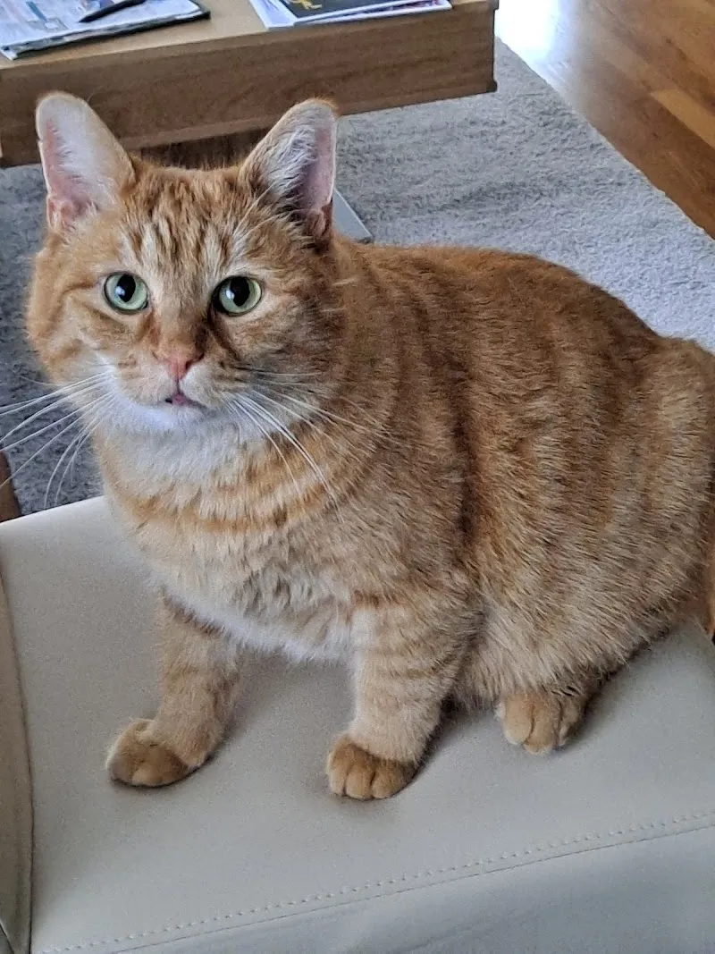 Dr. Henriette Josseck — Tierarzt in Mörschwil, St. Gallen. Bewertung 4.8/5.