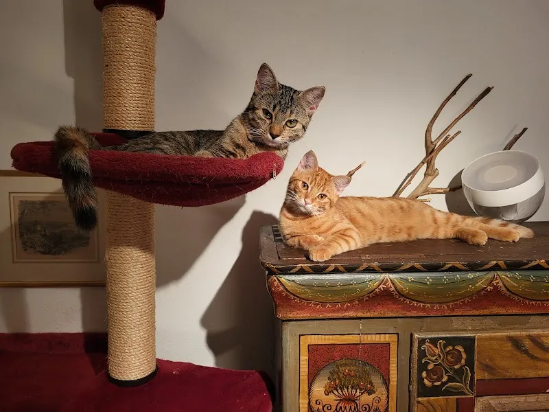 Dr. Henriette Josseck — Vétérinaire, Mörschwil, Saint-Gall. Foto 3