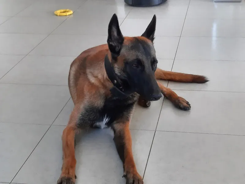 Dr. med. vet. Bentivoglio Filippo — Vétérinaire, St. Gallen, Saint-Gall. Foto 2