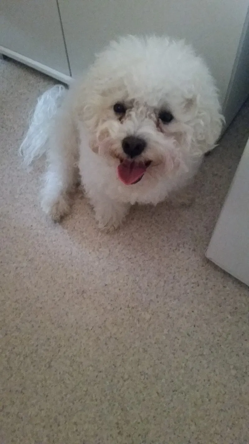 Dr. med. vet. Bentivoglio Filippo — Vétérinaire, St. Gallen, Saint-Gall. Foto 3