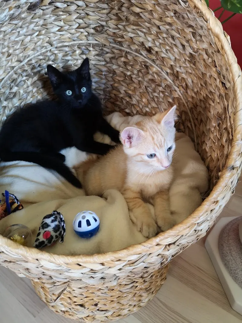 Dr. med. vet. Egger Ralph — Vétérinaire, Eggersriet, Saint-Gall. Foto 2