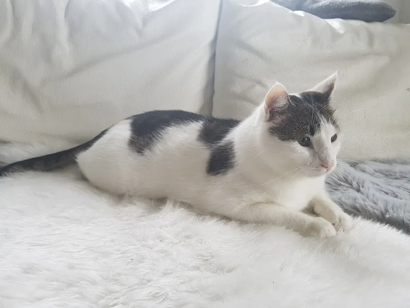 Dr. med. vet. Evelyne Marti — Tierarzt in Herisau, Appenzell Ausserrhoden. Bewertung 4.7/5.