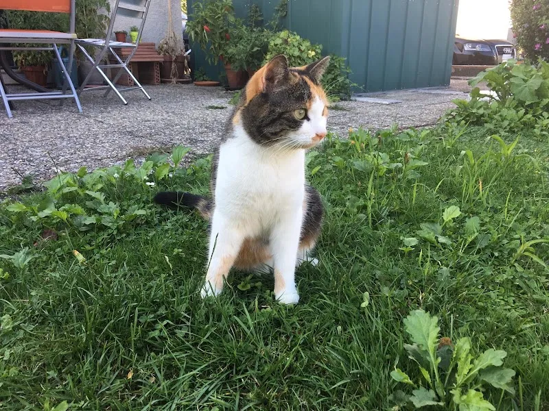 Dr. med. vet. Evelyne Marti — Vétérinaire, Herisau, Appenzell Rhodes-Extérieures. Foto 2