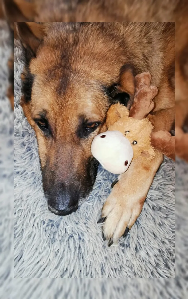 Dr. med. vet. Glaus Daniela — Tierarzt in St. Gallen, St. Gallen. Bewertung 4.0/5.