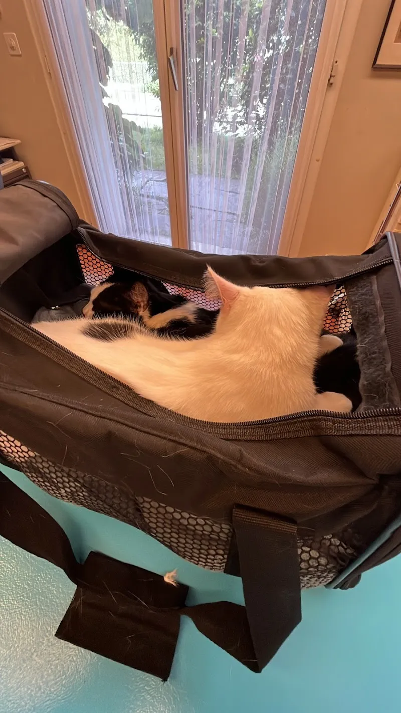 Dr. med. vet. Glaus Daniela — Vétérinaire, St. Gallen, Saint-Gall. Foto 2