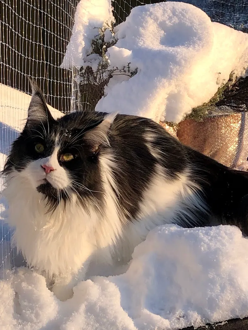 Dr. med. vet. Glaus Daniela — Vétérinaire, St. Gallen, Saint-Gall. Foto 3