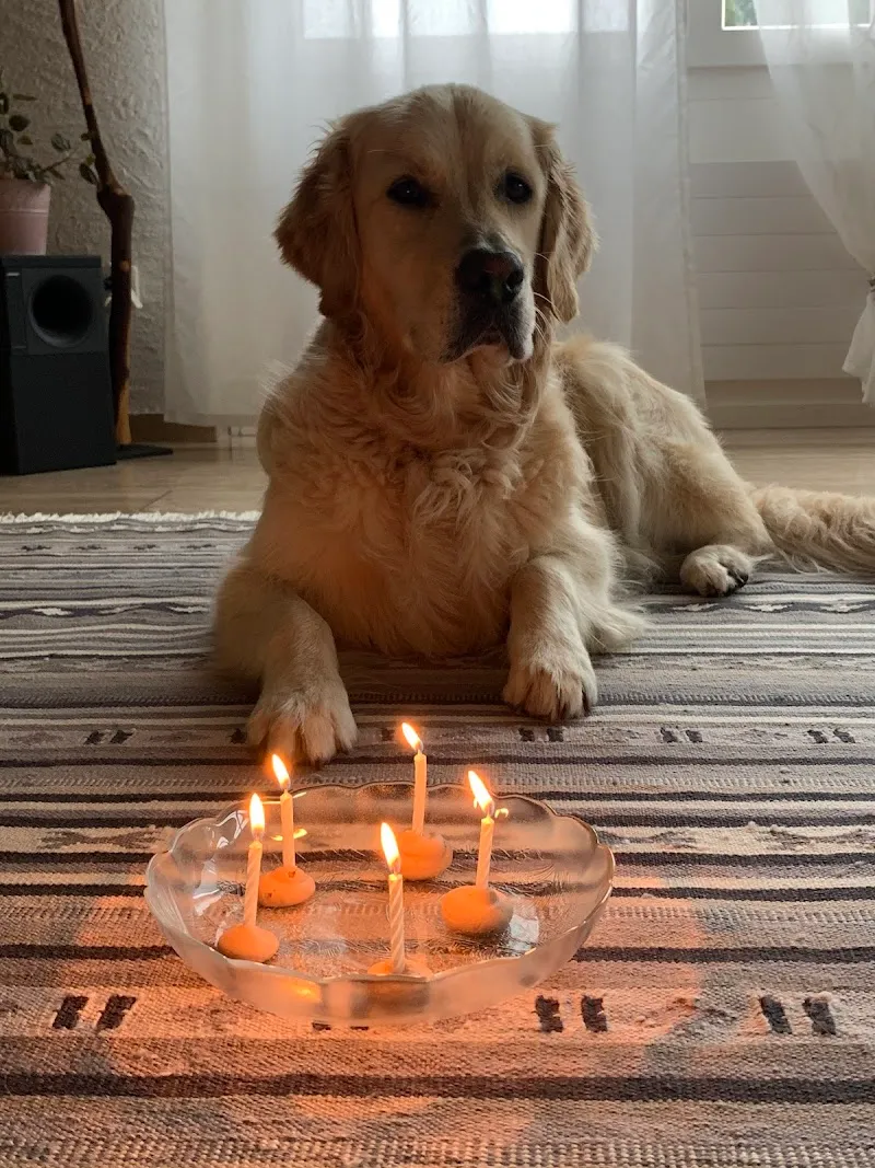 Dr.med.vet. Elmer Ahrens — Tierarzt in Flawil, St. Gallen. Bewertung 4.9/5.