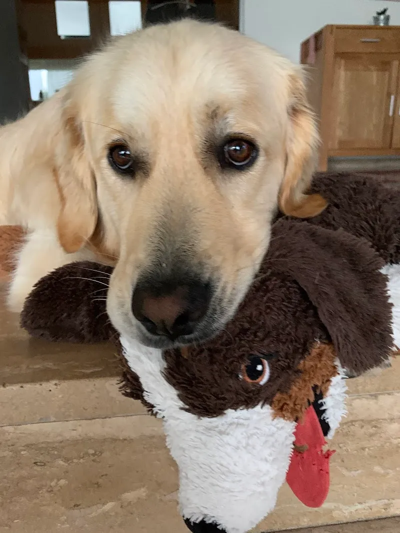 Dr.med.vet. Elmer Ahrens — Vétérinaire, Flawil, Saint-Gall. Foto 2