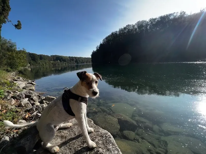 Dr.med.vet. Elmer Ahrens — Vétérinaire, Flawil, Saint-Gall. Foto 3