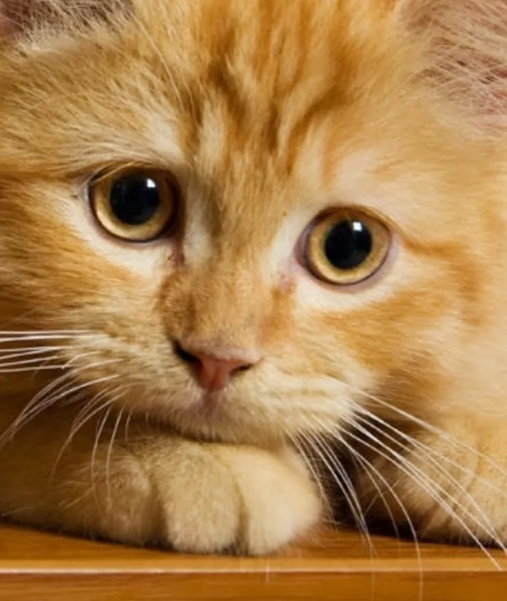 Egger Tierärzte — Tierarzt in Eggersriet, St. Gallen. Bewertung 4.9/5.