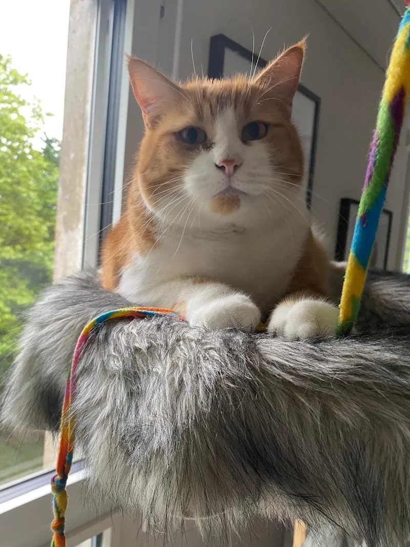 Catsitter Bern Professionelle Katzenbetreuung — Katzenpension in Muri bei Bern, Bern. Bewertung 5.0/5.